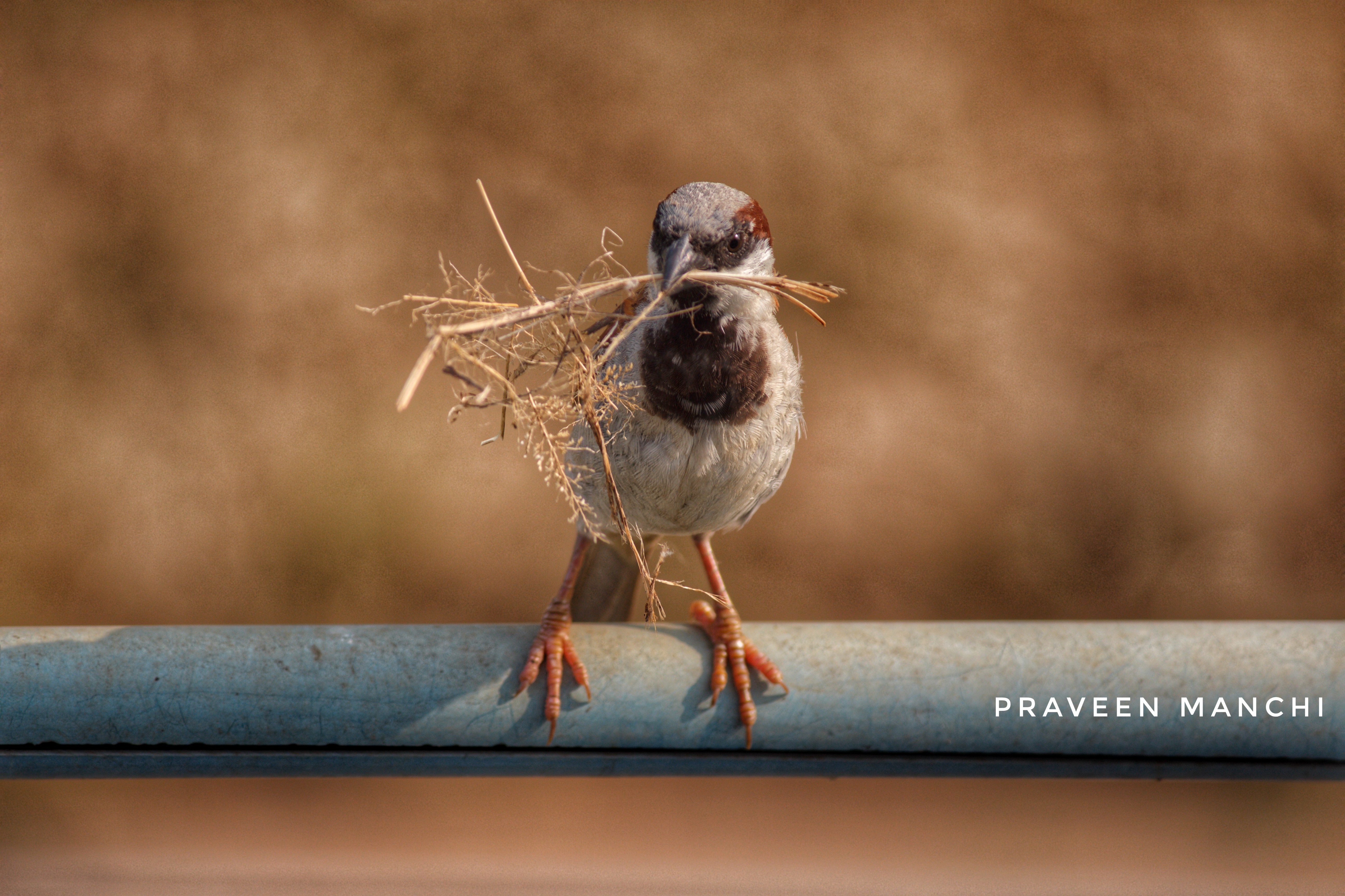 sparrow_with_branch_img