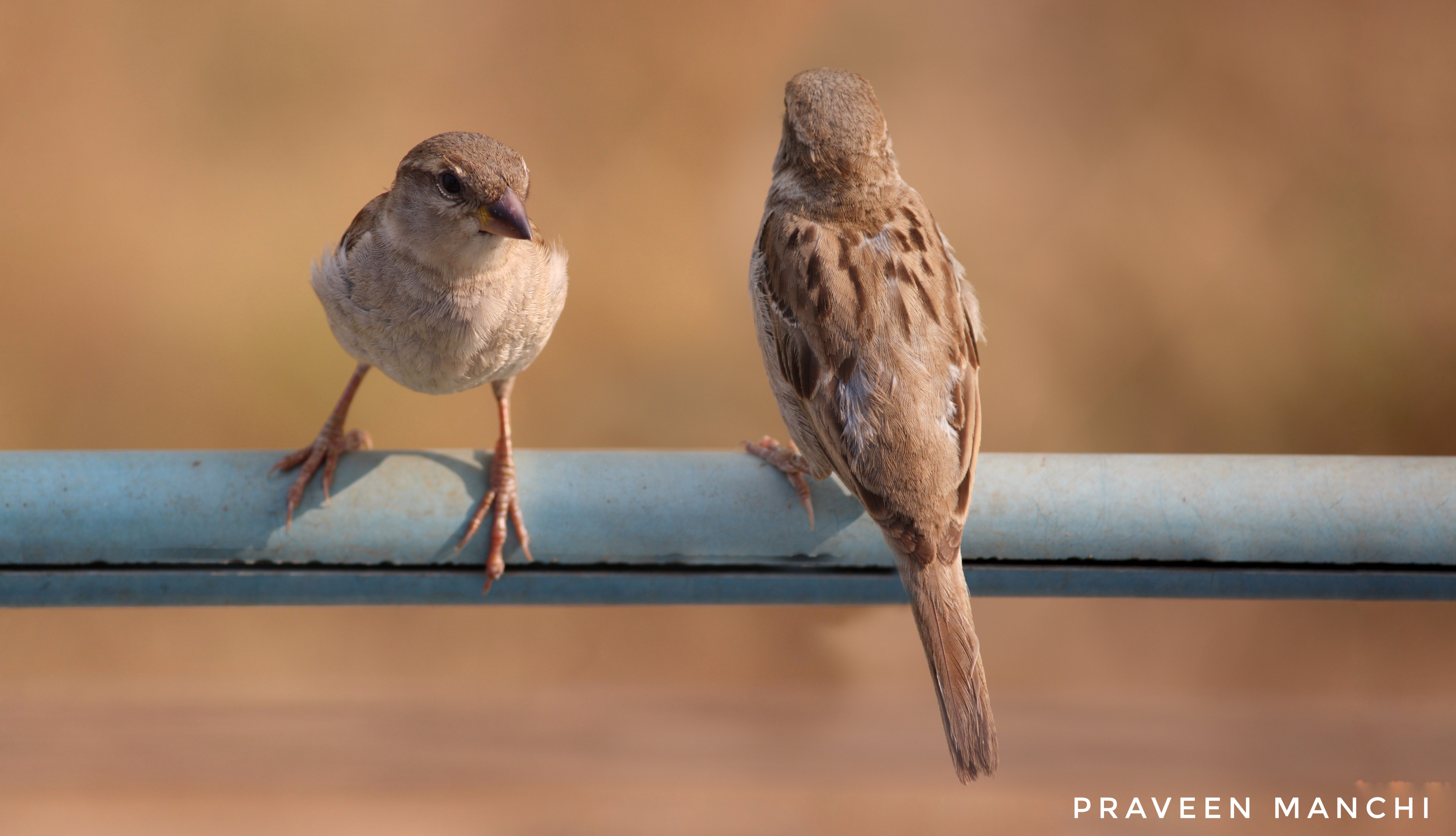 sparrows_img