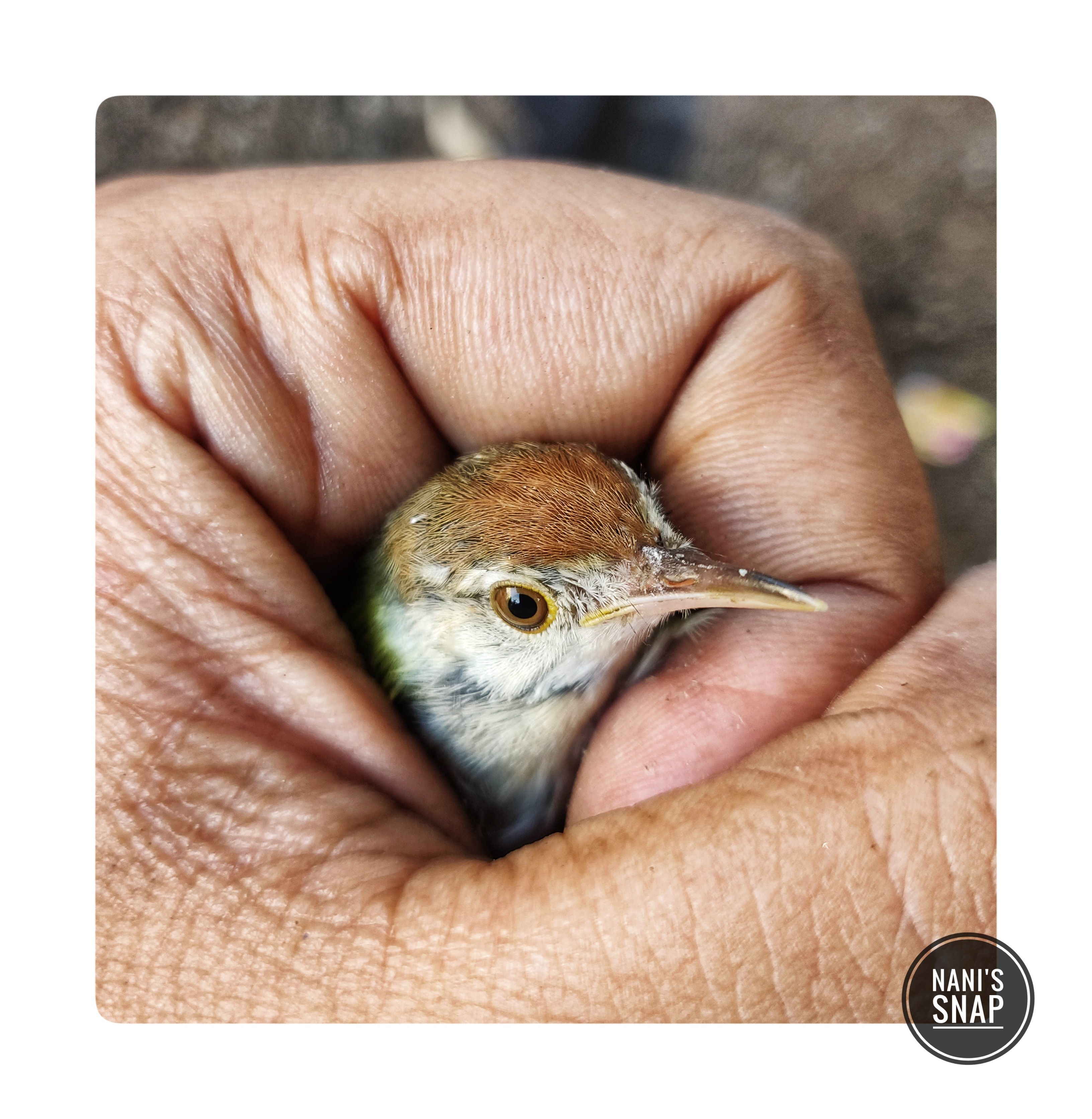 sparrows_in_hand_img